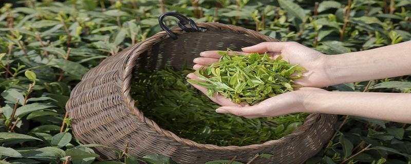 綠茶有哪些牌子 綠茶的牌子有哪些