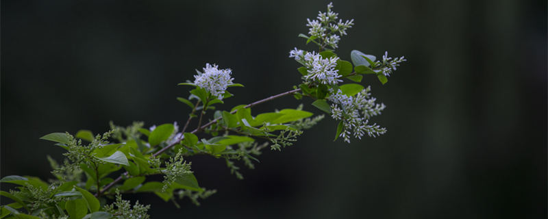 七里香花卉适合室内养殖吗