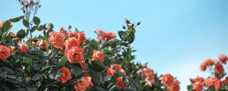 夏天溫度38度月季怎么辦