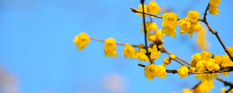 花中君子是哪四种花（花中君子是哪四种花?）