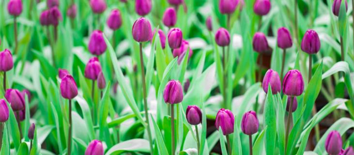 紫色郁金香花语（紫色郁金香花语图片）