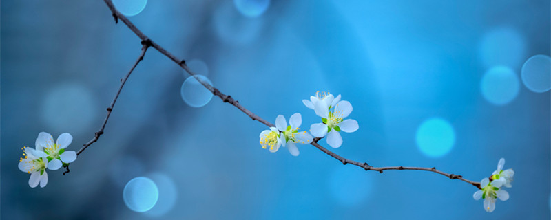 桃花在哪个季节开 桃花在哪个季节开什么时候凋谢