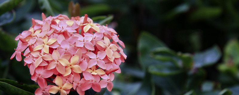 仙丹花养护技巧 仙丹花花期