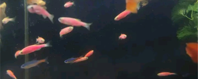 斑馬魚是冷水魚嗎（斑馬是熱帶魚還是冷水魚）