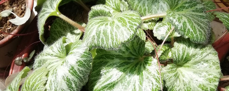 虎耳草種植方法和時(shí)間 虎耳草栽培技術(shù)