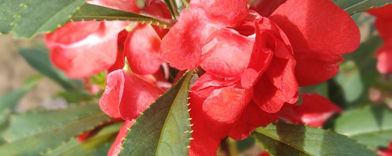 鳳仙花種植方法和時(shí)間 鳳仙花種植方法和時(shí)間手抄報(bào)