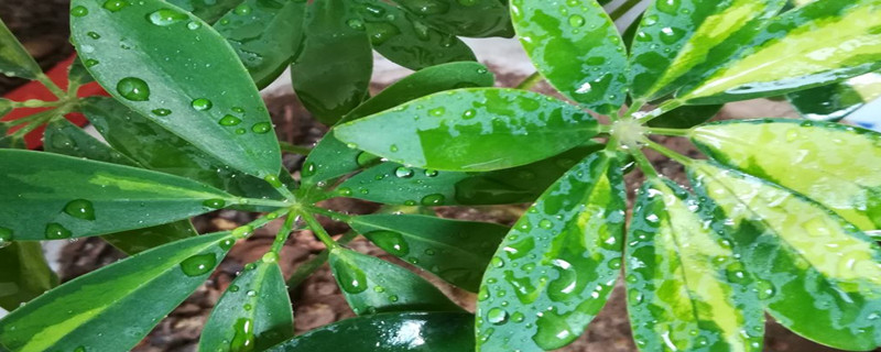 鹅掌柴种植方法和时间 鹅掌柴栽培技术