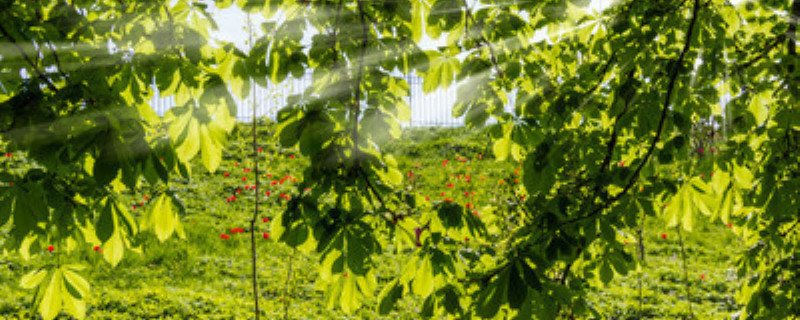 板栗種植條件（板栗種植條件和區(qū)域）