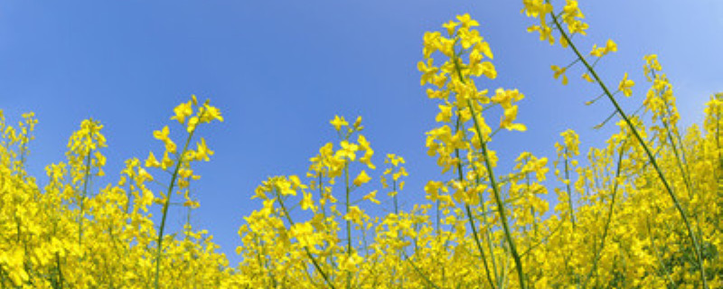 油菜成熟到什么程度可以收割 油菜成熟到什么程度可以收割有才可以用收割机割吗?