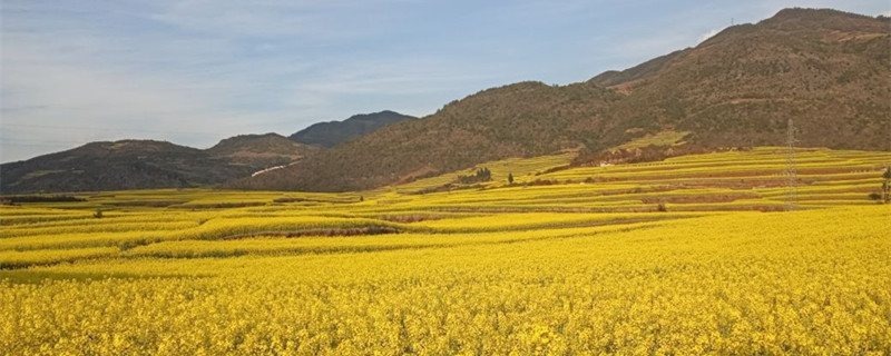 油菜壳可以喂羊吗（油菜杆能不能喂羊）