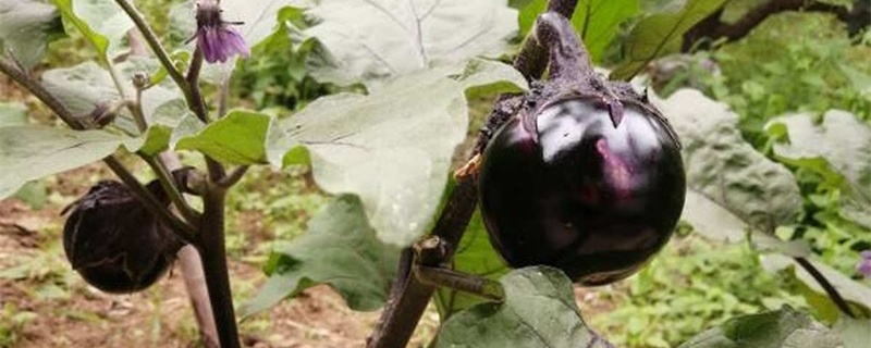 茄子移栽一般幾天能活 茄子從播種到移栽要多少天