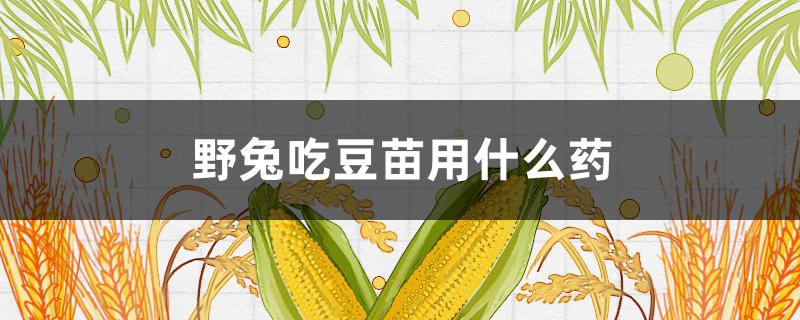 野兔吃豆苗用什么药 防兔子吃豆苗用什么药