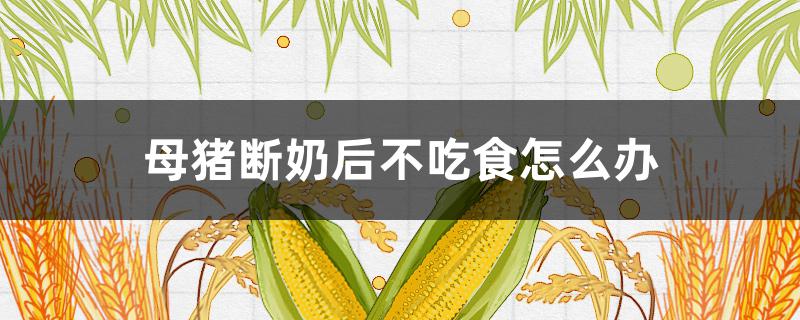 母猪断奶后不吃食怎么办（断奶后母猪不吃怎么回事）