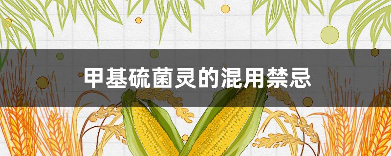 甲基硫菌靈的混用禁忌 甲基硫菌靈和惡霉靈可以混用嗎