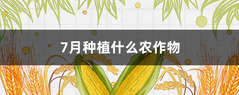 7月种植什么农作物（上海7月种植什么农作物）