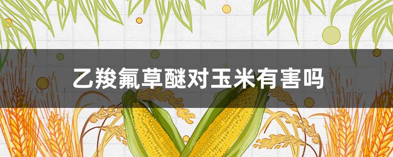 乙羧氟草醚對(duì)玉米有害嗎 乙氧氟草醚對(duì)玉米藥害