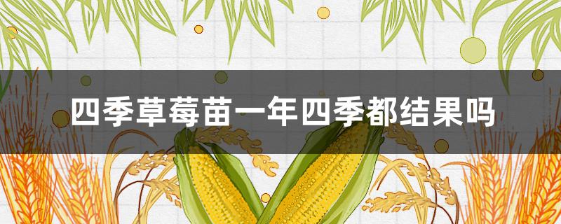 四季草莓苗一年四季都結(jié)果嗎 四季草莓苗什么時候結(jié)果