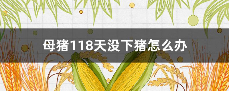 母豬118天沒下豬怎么辦（頭胎母豬118天沒下豬怎么辦）