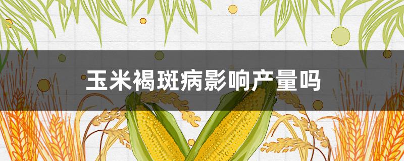 玉米褐斑病影響產(chǎn)量嗎（玉米褐斑病影響產(chǎn)量嗎知乎）