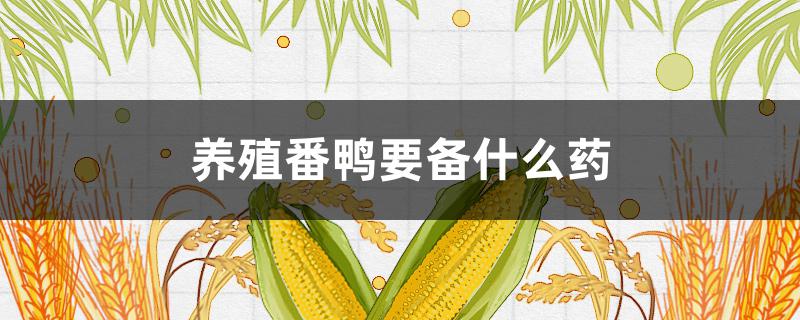 養(yǎng)殖番鴨要備什么藥（鴨苗養(yǎng)殖注意事項(xiàng)）