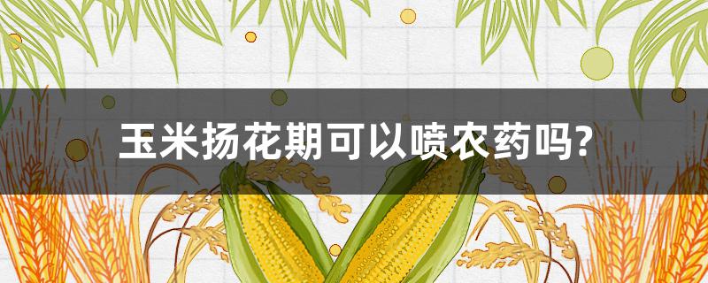 玉米揚花期可以噴農(nóng)藥嗎?（玉米揚花期可以打藥嗎）