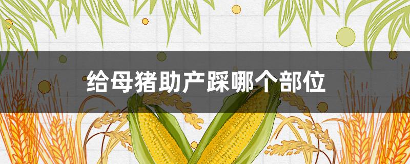 給母豬助產(chǎn)踩哪個(gè)部位 給母豬助產(chǎn)按壓肚子的哪個(gè)部位