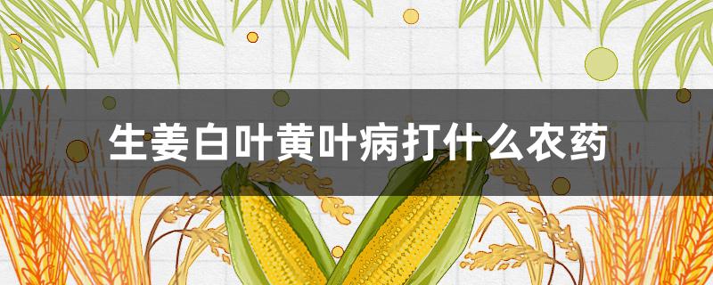 生姜白叶黄叶病打什么农药（生姜白叶黄叶病打什么农药有效）