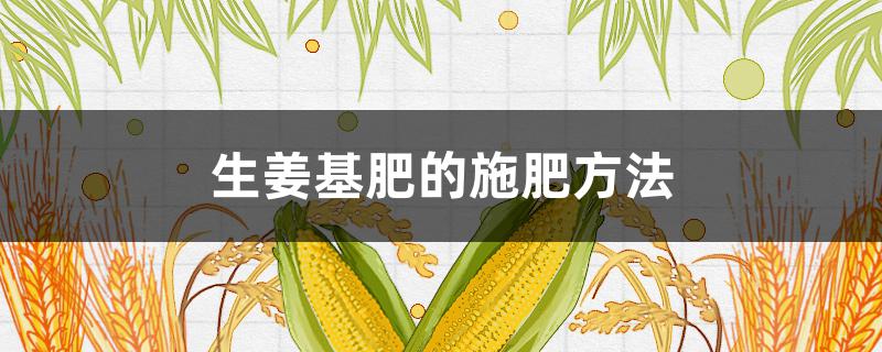 生姜基肥的施肥方法 生姜种植怎样施基肥