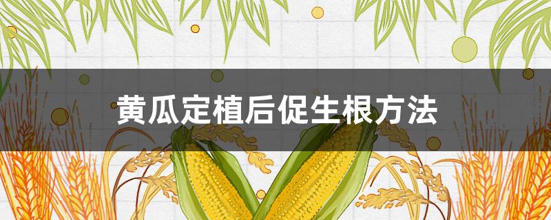 黄瓜定植后促生根方法（黄瓜定植后的管理）