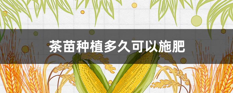 茶苗種植多久可以施肥 茶苗種植多久可以施肥料