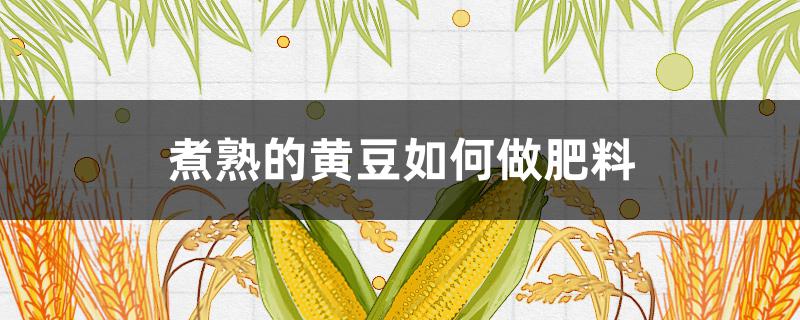 煮熟的黃豆如何做肥料（黃豆煮熟可以直接做肥料嗎）