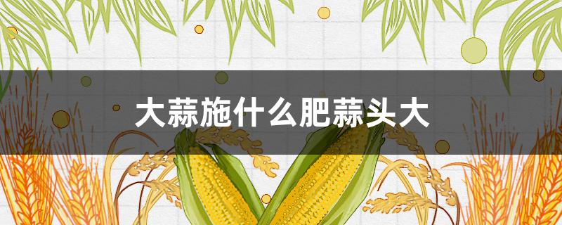 大蒜施什么肥蒜頭大 給大蒜施肥是什么肥料較好一點(diǎn)