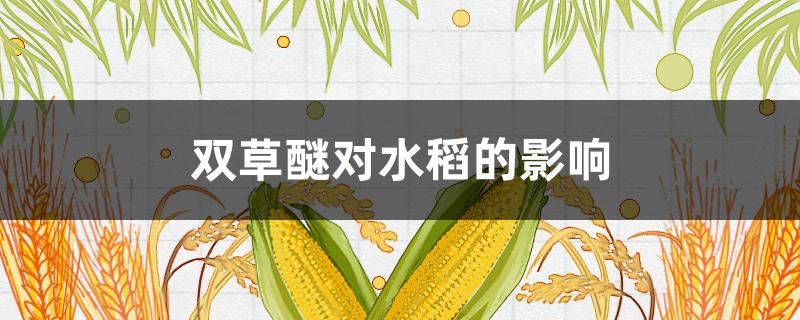 雙草醚對(duì)水稻的影響（雙草醚過量施用水稻造成藥害）