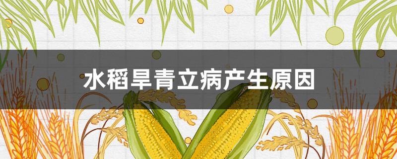 水稻旱青立病產(chǎn)生原因（水稻旱青立病是什么原因造成的）