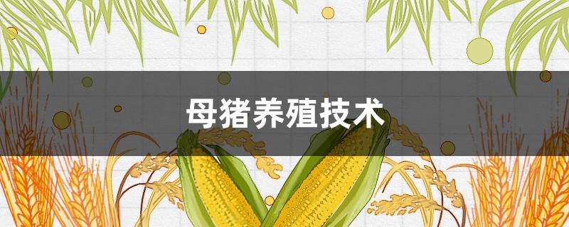 母豬養(yǎng)殖技術(shù)（母豬養(yǎng)殖技術(shù)大全）