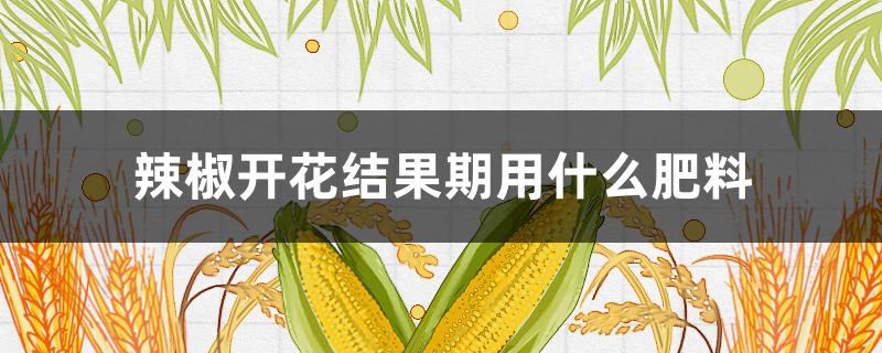 辣椒開花結果期用什么肥料（辣椒開花結果期用什么肥料施肥）