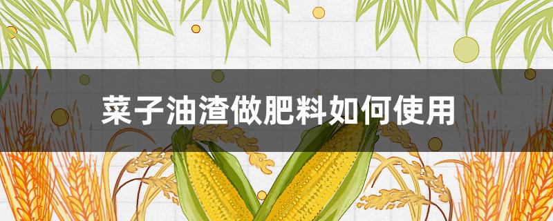 菜子油渣做肥料如何使用