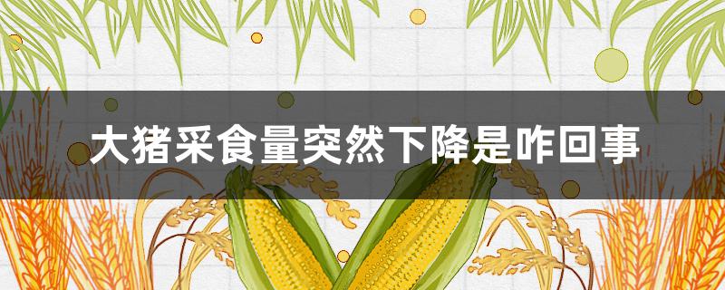 大豬采食量突然下降是咋回事 豬采食量突然下降是什么原因