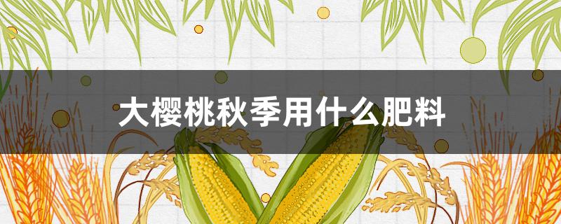 大樱桃秋季用什么肥料 大樱桃秋季用什么肥料最好