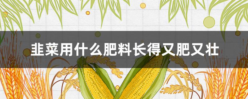 韭菜用什么肥料長得又肥又壯（韭菜施什么肥長的又粗又壯）