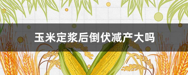 玉米定漿后倒伏減產(chǎn)大嗎