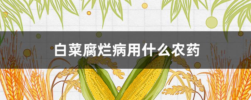 白菜腐爛病用什么農(nóng)藥 白菜腐爛病用什么農(nóng)藥最好