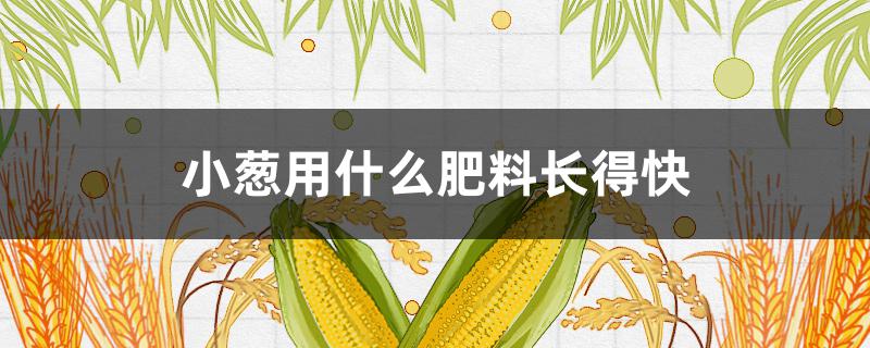 小葱用什么肥料长得快 小葱用什么肥料长得快呢