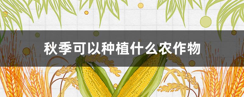 秋季可以种植什么农作物（秋冬季可以种什么农作物）