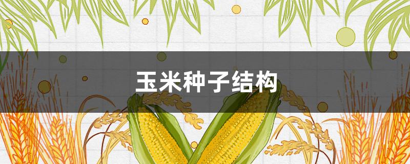 玉米種子結(jié)構(gòu)（玉米種子結(jié)構(gòu)簡(jiǎn)圖）