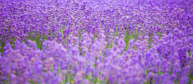 熏衣草花语 lavender薰衣草花语