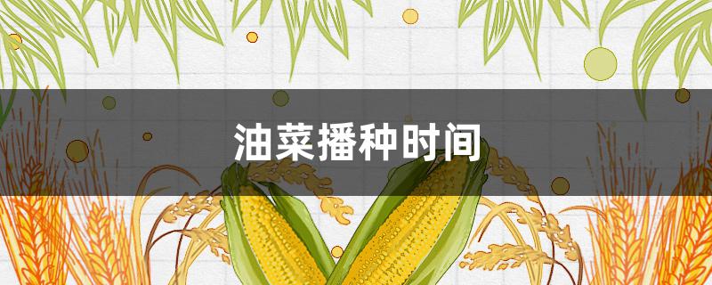 油菜播种时间 油菜播种时间和方法