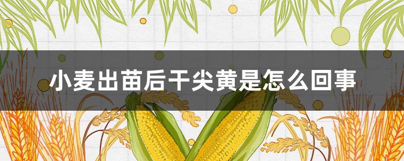 小麥出苗后干尖黃是怎么回事（小麥剛出苗發(fā)黃是什么原因）