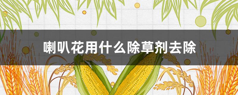 喇叭花用什么除草劑去除（除喇叭花的農(nóng)藥）