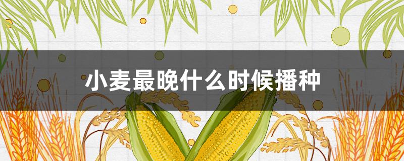 小麥最晚什么時(shí)候播種（小麥最晚什么時(shí)候播種2021年）